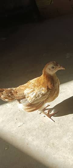 Desi ( Misri ) Chicks For sale