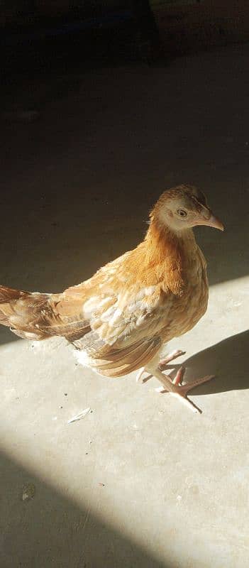 Desi ( Misri ) Chicks For sale 1