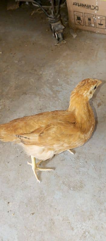 Desi ( Misri ) Chicks For sale 3