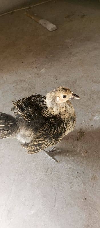 Desi ( Misri ) Chicks For sale 4