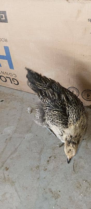 Desi ( Misri ) Chicks For sale 5