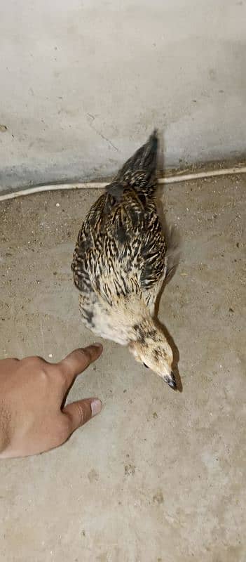 Desi ( Misri ) Chicks For sale 6