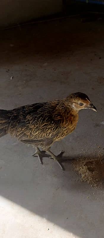 Desi ( Misri ) Chicks For sale 7