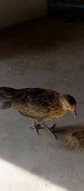 Desi ( Misri ) Chicks For sale 8