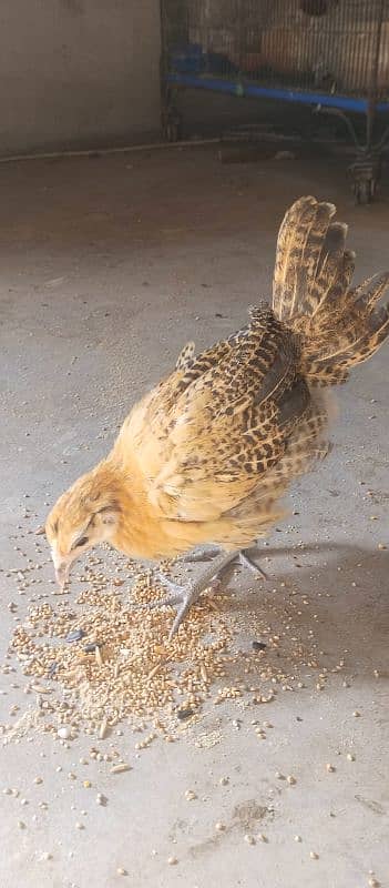 Desi ( Misri ) Chicks For sale 9