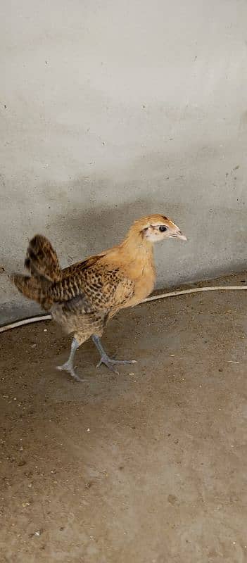 Desi ( Misri ) Chicks For sale 10