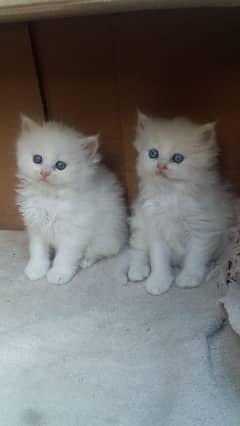 Persian kittens for sale