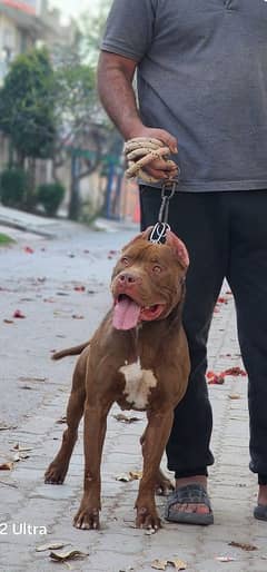 XL SIZE Male Pitbull  03333175111