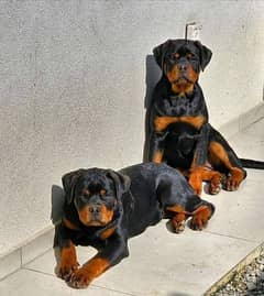 IMPORTED ROTTWEILER PUPPIES AVAILABLE FOR SALE