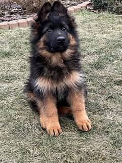 TOP QUALITY GERMAN SHEPHERD PUPPIES AVAILABLE FOR SALE