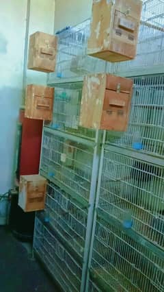 birds cage for sale hai