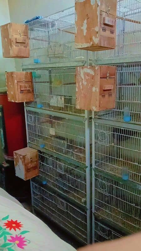 birds cage for sale hai 5