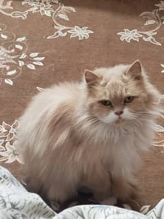 Persian Cat  Tripple coat Age 9 Months