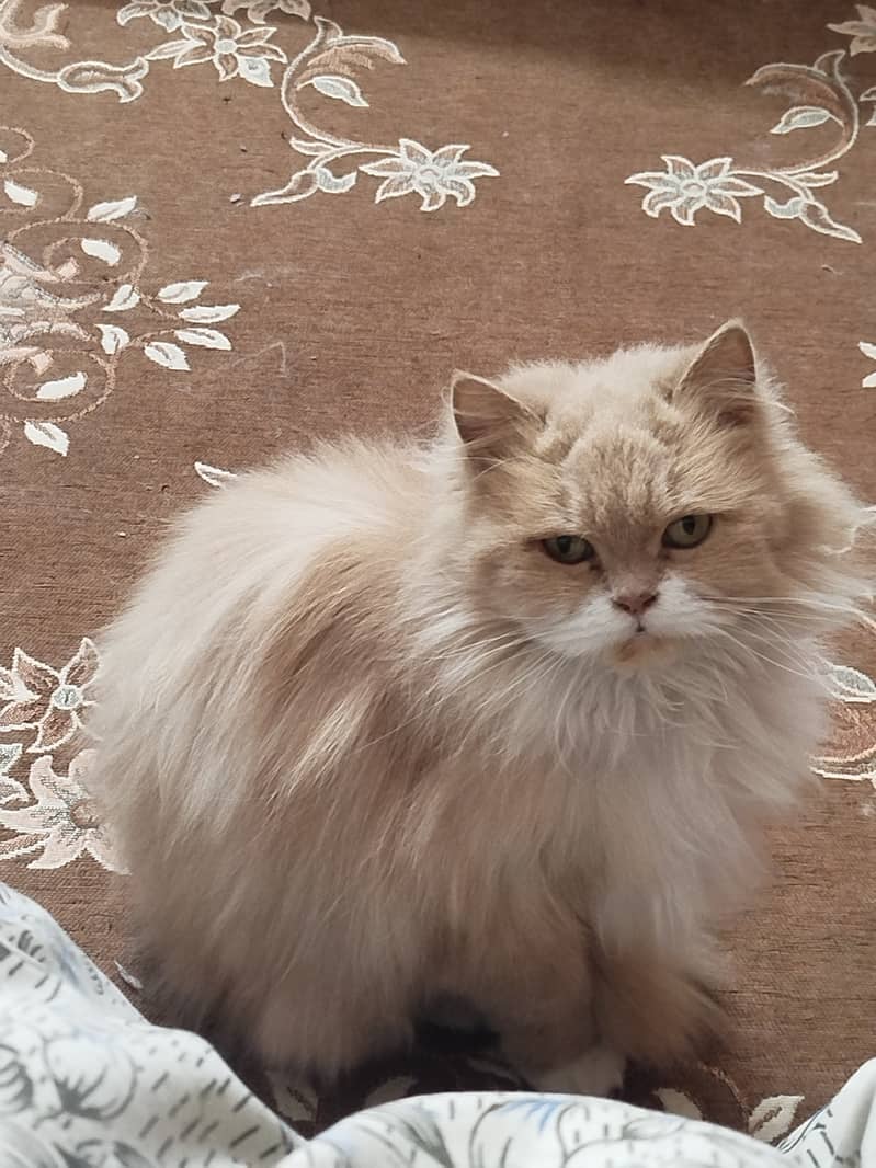 Persian Cat  Tripple coat Age 9 Months 0