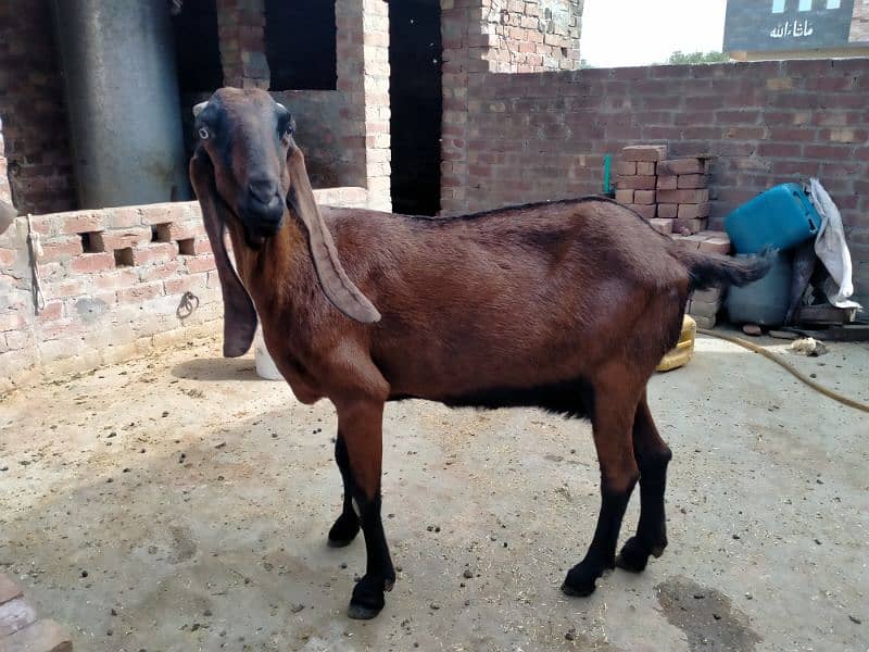 Nagra Amritsar beetal  goat. 0