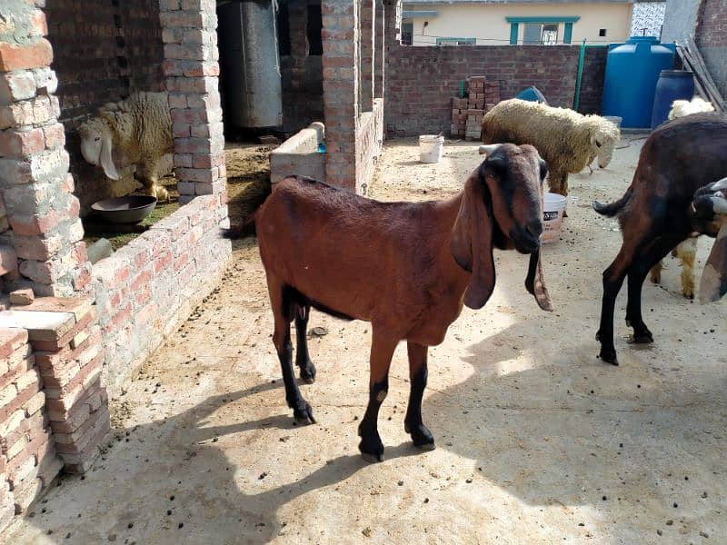 Nagra Amritsar beetal  goat. 1