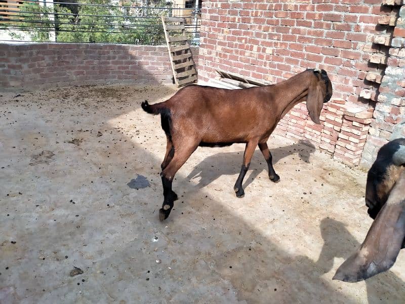 Nagra Amritsar beetal  goat. 3