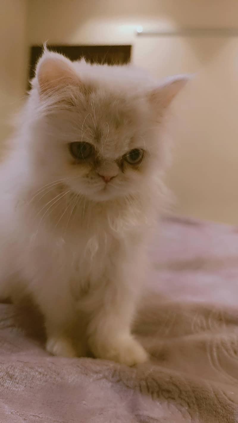 Persian Cat Odd eyes triple coated 1