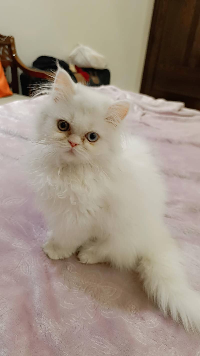 Persian Cat Odd eyes triple coated 2