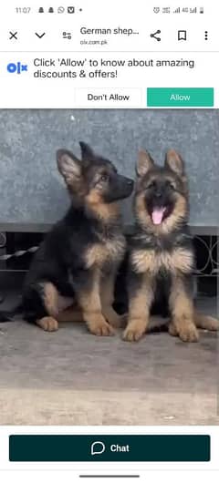 German shepherd puppies Double Coat Whatsapp 03221185228