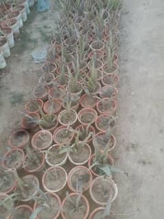 whole business of plants for sell