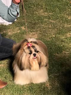 shih tzu dog 3 year breeder female Pedigreed