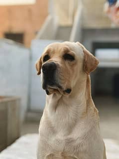 Labrador