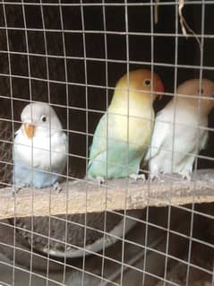 love bird pair for sale exchange possible with fone jawa