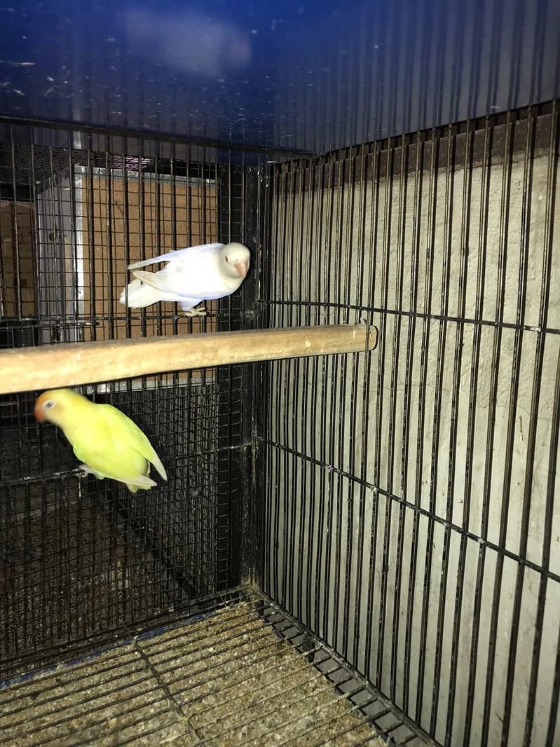 LoveBirds For Sale 0