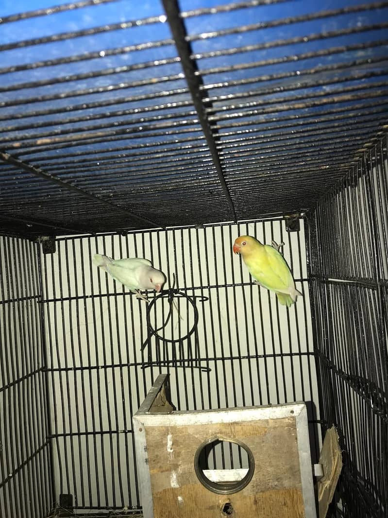 LoveBirds For Sale 2