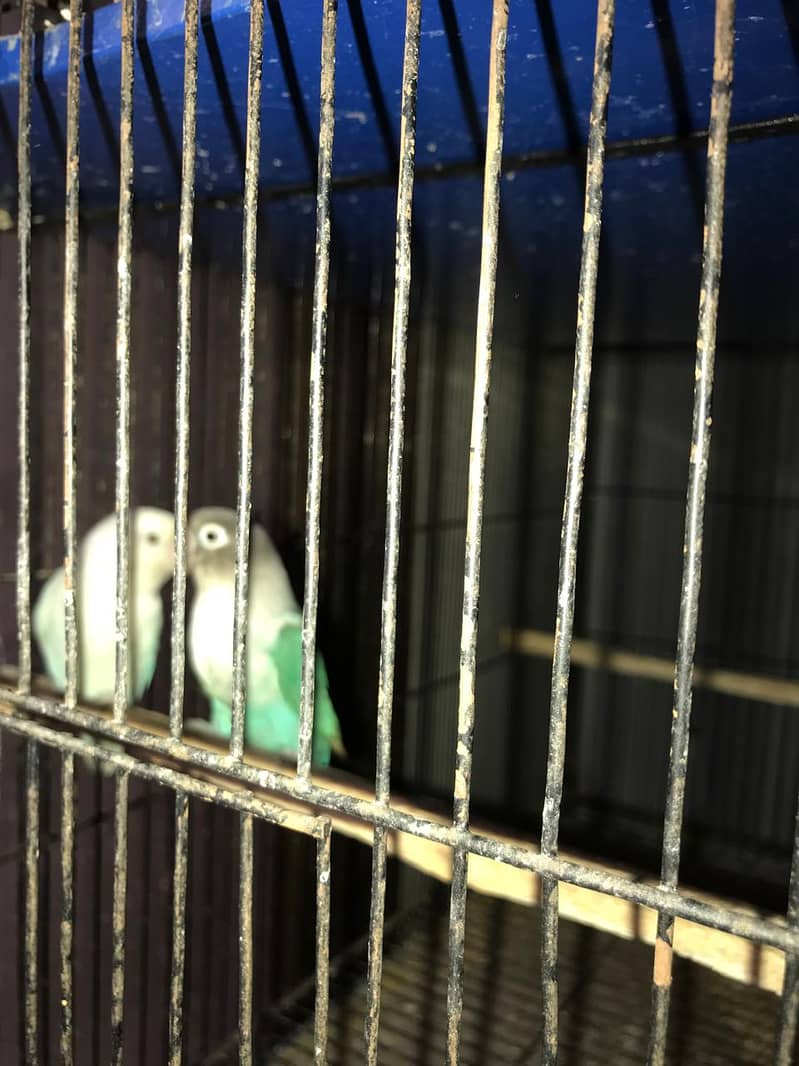 LoveBirds For Sale 3