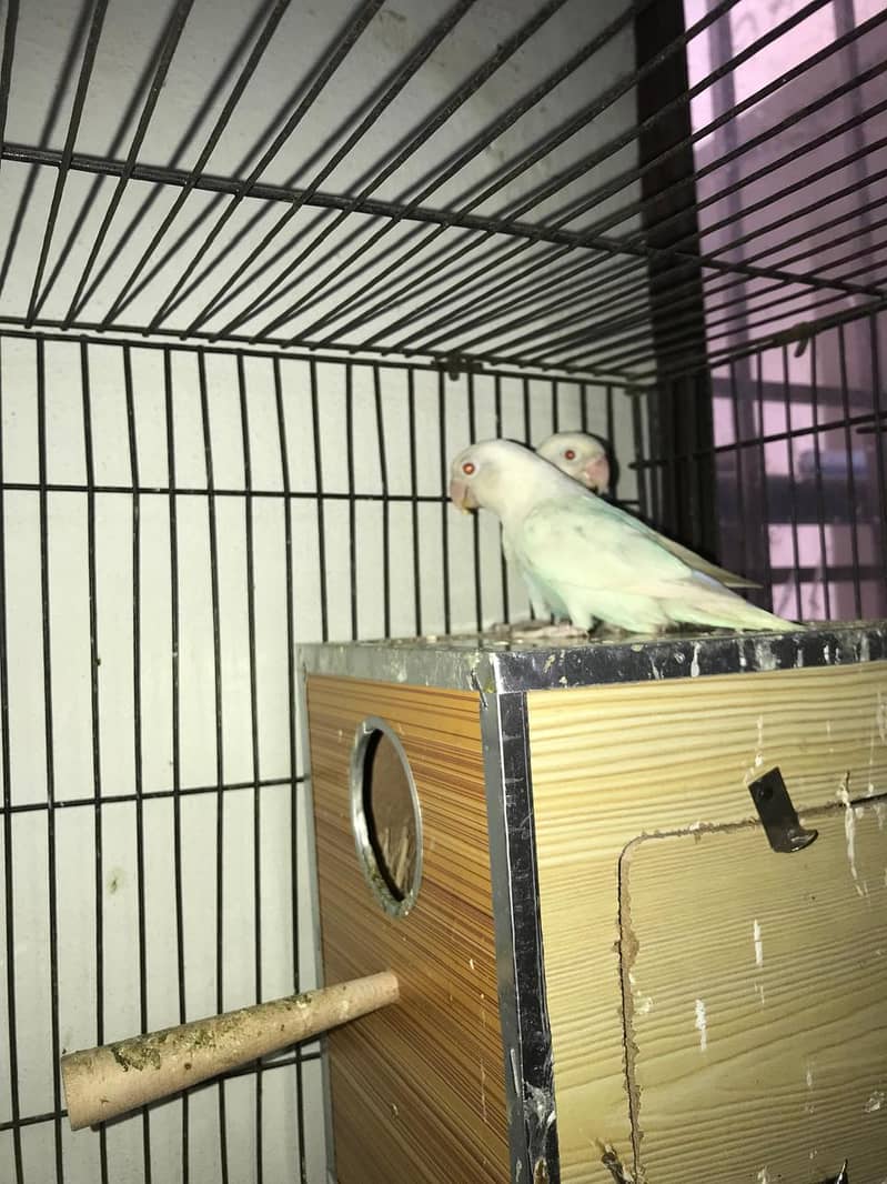 LoveBirds For Sale 9