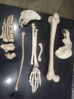 upper limb and lower limb bones