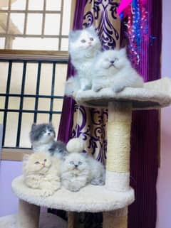 Persians kittens or adult cats for sale(also available on adoption)