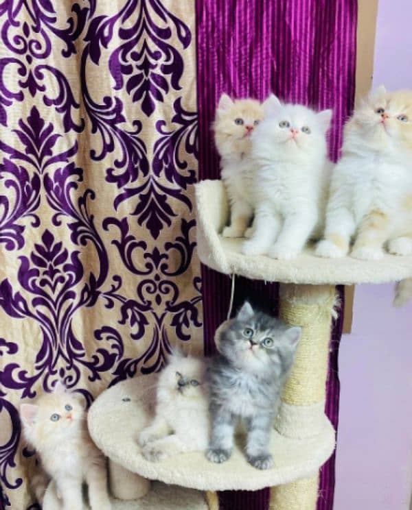 Persians kittens or adult cats for sale(also available on adoption) 1