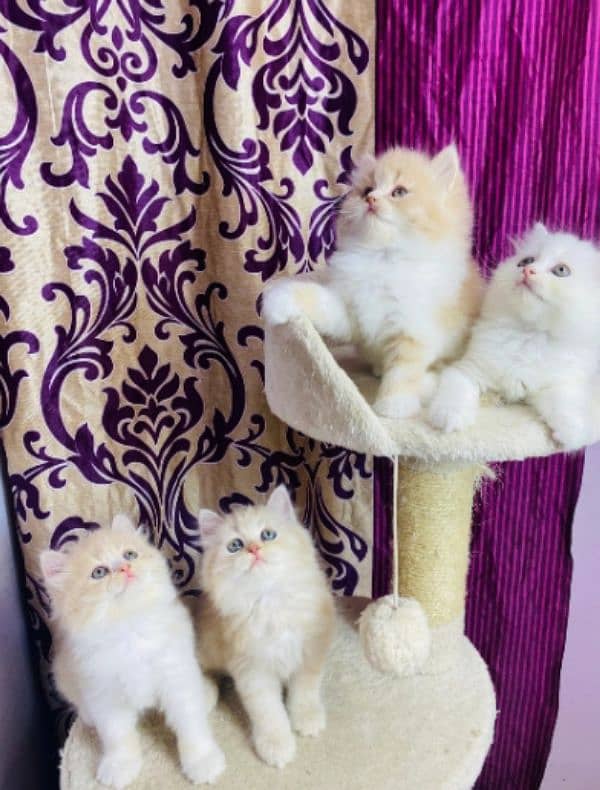 Persians kittens or adult cats for sale(also available on adoption) 2