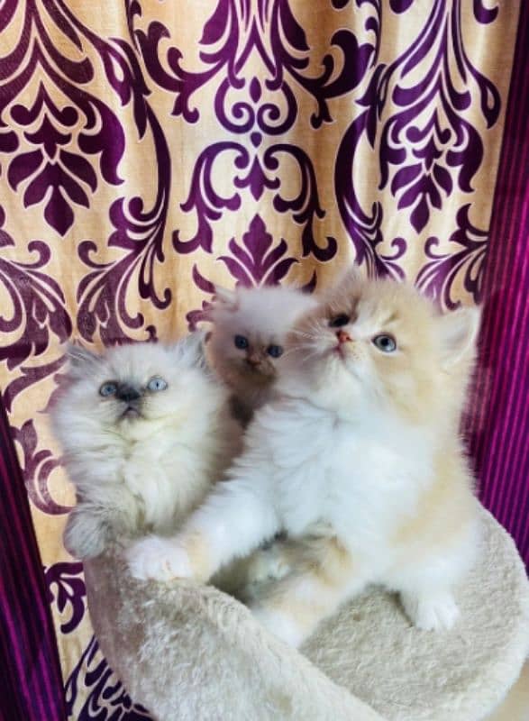 Persians kittens or adult cats for sale(also available on adoption) 3