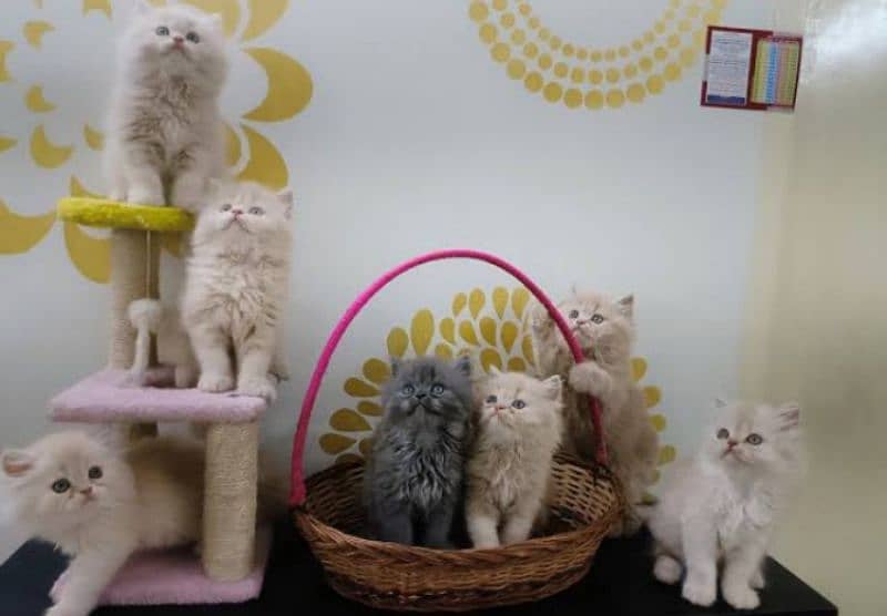 Persians kittens or adult cats for sale(also available on adoption) 5