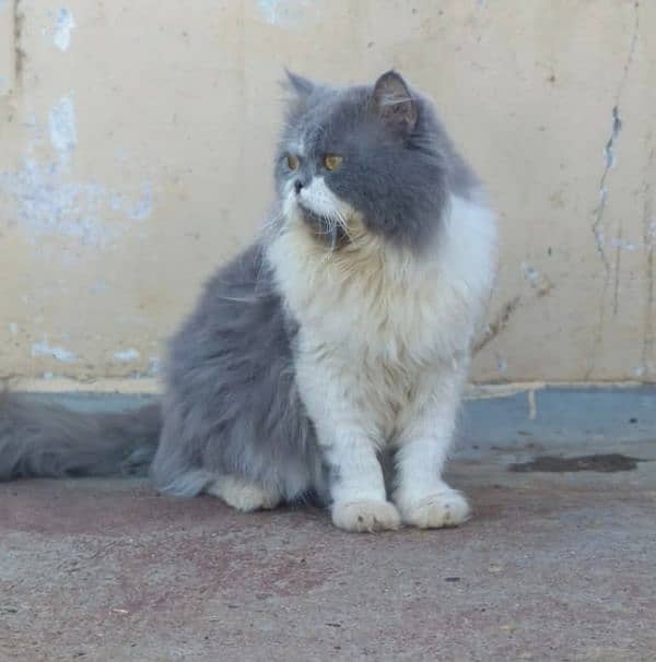 Persians kittens or adult cats for sale(also available on adoption) 8