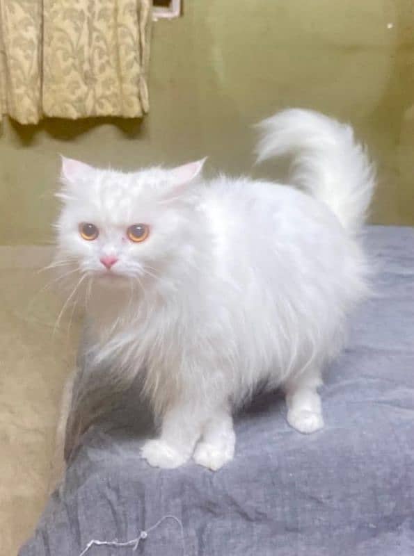 Persians kittens or adult cats for sale(also available on adoption) 12