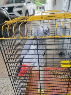 African grey parrot