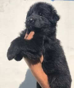 Black German Shepherd Puppy Age 32 days Urgent Sale 03006547187