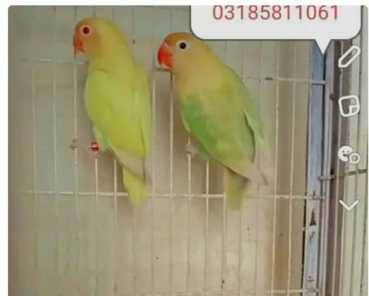 birds cage for sale hai 2