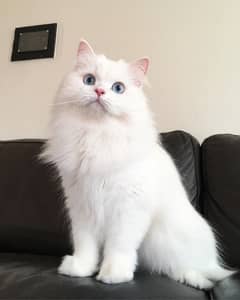 Persian triple coated punch face kittens and adult cats