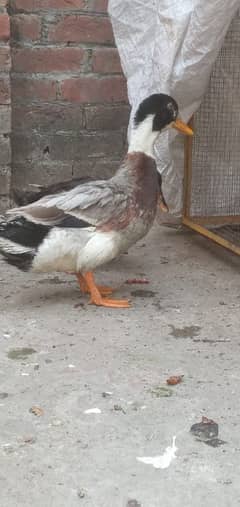 Beautiful Duck Pair laying egg daily