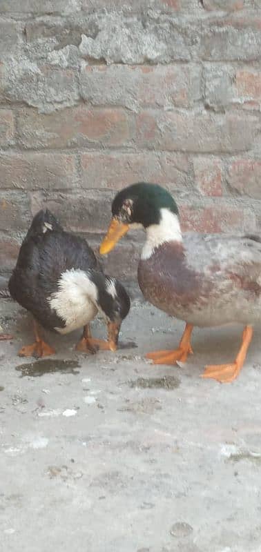 Duck Pair - Ande Bhi deti ha - Ghar me pali ha 1