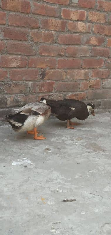 Duck Pair - Ande Bhi deti ha - Ghar me pali ha 2