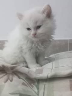 Persian white and fawn male kittens