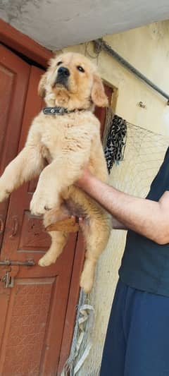 Golden Retriever | Female Golden Retriever | Dog For sale