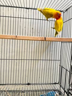 Lovebirds Breeder pairs for Sales